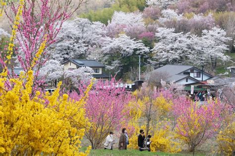  Fukushima Flower Festival: A Celebration of Blossoms and Unexpected Anime Magic